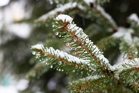 雪和下水 在树枝上降下蓝色季节雪花绿色生态白色森林云杉松树水滴图片