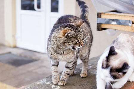 另一只猫在紧闭着的猫上咬牙痒痒图片