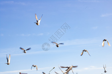 一群鸽子在蓝天上起飞图片