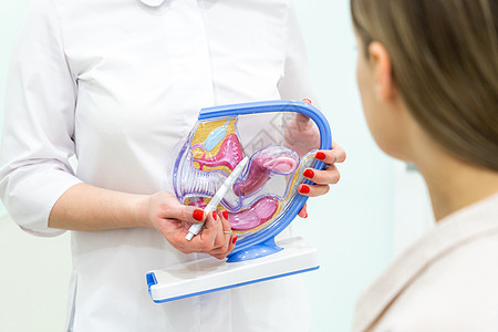 使用子宫解剖模型的妇科医生咨询病人手术女性激素不育症身体卵巢科学生育力妇科外科图片