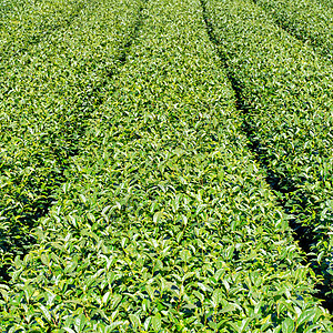 美丽的绿茶作物花园排成一排 蓝天白云 鲜茶产品背景的设计理念 复制空间植物农业场景蓝色生长天线农村热带天空爬坡图片