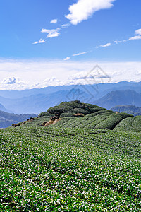 美丽的绿茶作物花园排成一排 蓝天白云 鲜茶产品背景的设计理念 复制空间农村蓝色农场植物种植园生长农业栽培天线风景图片
