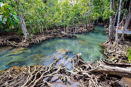泰国沼泽林和流动水中的热带树根或Tha pom红树林海岸养护丛林蓝色植物树干溪流沼泽红树环境图片