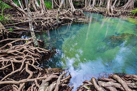 热带树根或沼泽林和流动水中的Tha Pom红树林运河红树环境蓝色旅行森林塔蓬植物海滩海岸图片