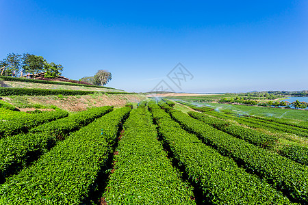 美丽的茶园 蓝色的天空 泰国图片