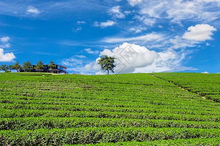 茶叶种植园的景色令人惊叹叶子风景旅行天空花园收成场景生长场地阳台图片