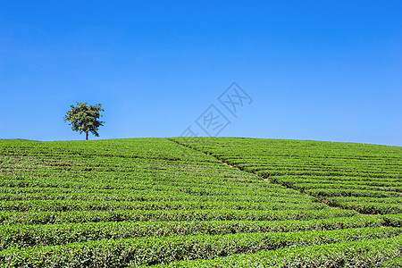 美丽的茶园 蓝色的天空图片