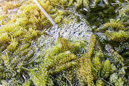 近距离接近Bryopsida绿色藻类或Caulerpa小木薯蔬菜植物群食物扁豆海洋叶子植物胡椒饮食美食图片