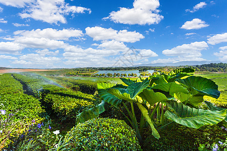 茶叶种植园的惊人景观景色 自然背景收成农田天空场景叶子场地阳台生长风景农场图片