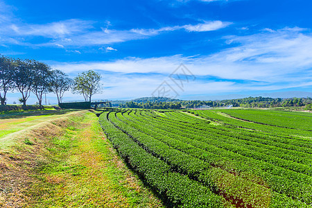 茶叶种植园的惊人景观景色 自然背景场地爬坡风景热带叶子栽培旅行生长阳光环境图片