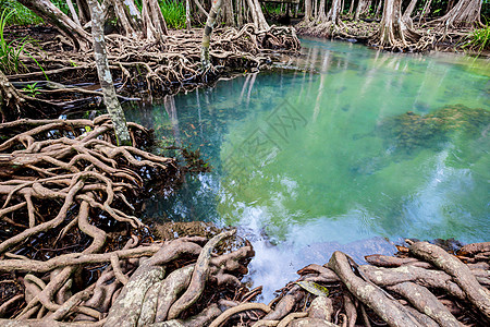 热带树根或沼泽林和水流中的Tha Pom红树林 泰国的海滩旅行树干丛林溪流水路环境运河养护塔蓬图片