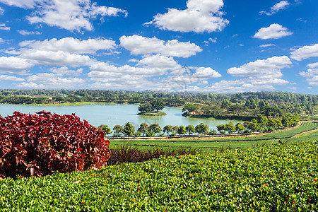 茶叶种植园的惊人景观景色 自然背景收成叶子环境植物日出花园生长农村热带阳台图片
