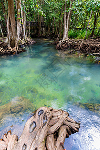 热带树根或沼泽林和水流中的Tha Pom红树林 泰国的运河溪流蓝色森林丛林海滩沼泽水路红树树干图片