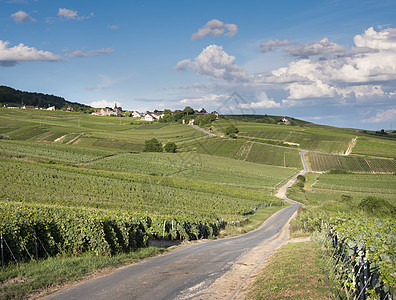 Reims以南Marne山谷乡村的葡萄园 用香槟制成图片