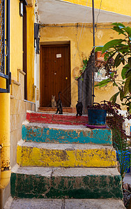 年轻猫在多姿多彩的楼梯上街道庭院房子动物猫科乡村摄影荒野宠物黄色图片