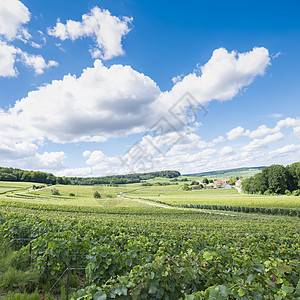 在法国乡下滚动的山丘中 夏季Reims以南酒厂全景旅游旅行爬坡生长植物蓝色植被天空图片