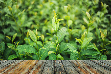 绿茶和新鲜叶子植物群农田爬坡农场种植园地面天空森林桌子栽培图片