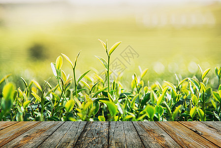 茶叶农场的木地板码头蓝色栽培农业场地地面阳台植物天空土地图片