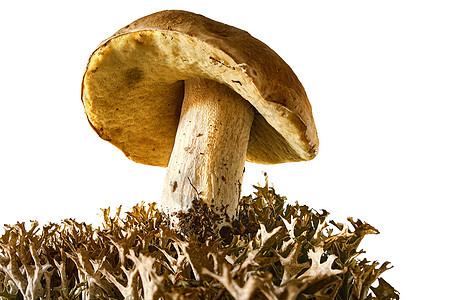 草莓蘑菇的美丽美味饮食收成蘑菇生产疼痛植物森林荒野烹饪图片