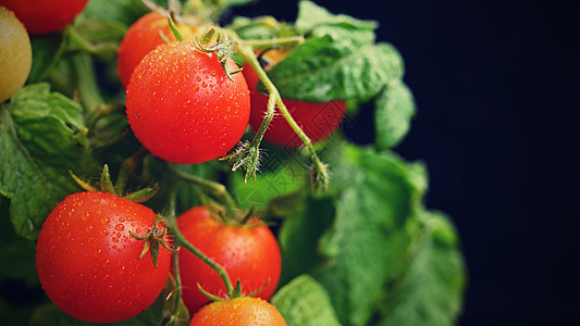 樱桃丛西红柿  健康蔬菜  健康食品 美丽的新鲜红番茄在树枝上菜园水果饮食生食沙拉西红柿园艺阳台植物维生素图片