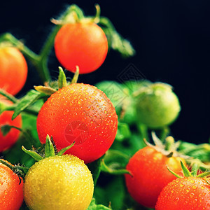 樱桃丛西红柿  健康蔬菜  健康食品 美丽的新鲜红番茄在树枝上叶子沙拉收成菜园植物生长温室生食农场维生素图片