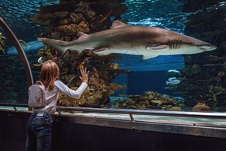 被大风吹女孩她被鲨鱼迷住了海洋游泳动物旅游蓝色惊喜旅行乐趣隧道水平背景