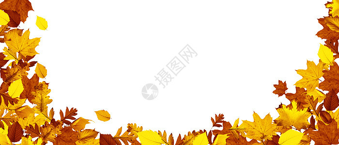 五颜六色的明亮叶子在框架中的白色背景上被隔离季节金子作品橡木感恩植物边界卡片森林桌子图片
