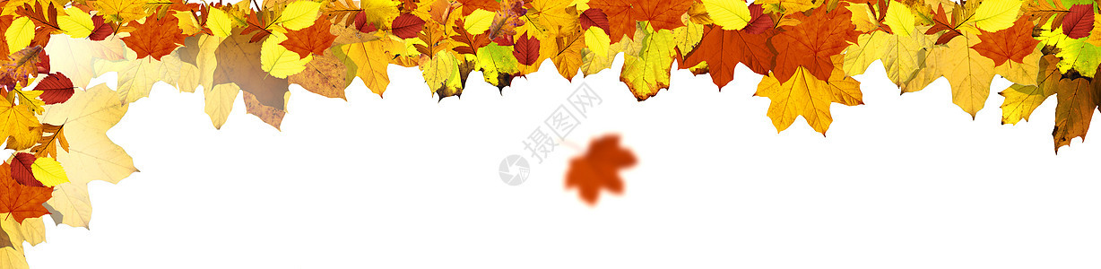 五颜六色的明亮叶子在框架中的白色背景上被隔离森林卡片植物感恩边界作品季节橙子桌子金子图片