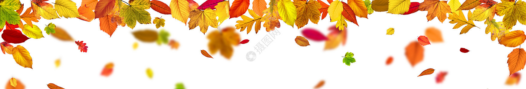 孤立在白色背景上的五颜六色的明亮叶子季节桌子金子植物感恩森林边界框架橙子作品图片