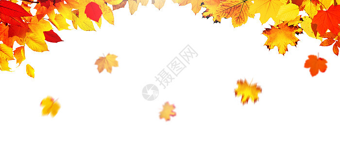 五颜六色的明亮叶子在框架中的白色背景上被隔离橡木感恩金子森林季节卡片桌子橙子作品植物图片