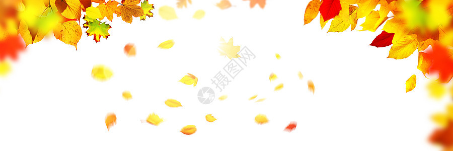 五颜六色的明亮叶子在框架中的白色背景上被隔离金子橡木植物卡片作品森林季节感恩桌子边界图片