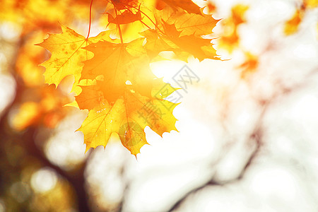 秋天公园落下的多彩明媚的叶子感恩南瓜太阳阳光公园橙子环境场景花园橡木图片
