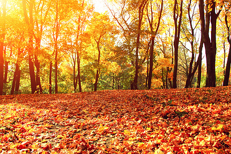 秋天公园落下的多彩明媚的叶子阳光公园植物背景季节橡木晴天橙子花园环境图片