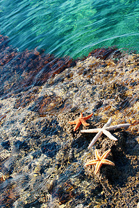 阳光明媚的海滩上的海星和贝壳 暑假背景放松野生动物旅游假期海岸线蓝色海岸支撑旅行海浪图片