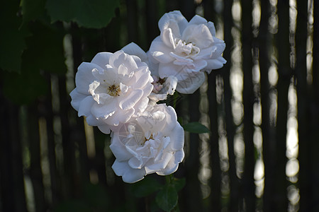 花园里的白玫瑰英语花瓣园林香气衬套植物群叶子设计花束礼物图片