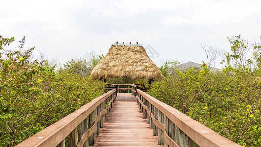 美国佛罗里达州Everglades沼泽地的木林道路旅行热带丛林稻草远足木头小路叶子人行道途径图片