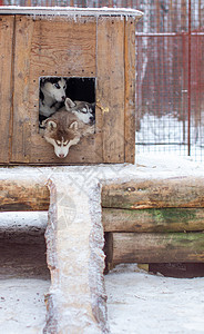 美丽的西伯利亚的Husky小狗 在狗笼里 在冬天自由生活犬类笼子安全栅栏哺乳动物兽医眼睛毛皮图片
