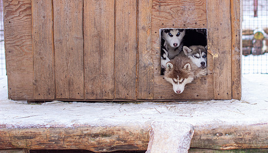 美丽的西伯利亚的Husky小狗 在狗笼里 在冬天酒吧自由夫妻主题庇护所动物生活哺乳动物毛皮反射图片