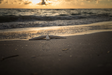 海星在海滩上海洋海浪支撑海岸海星生态热带季节日落情调图片