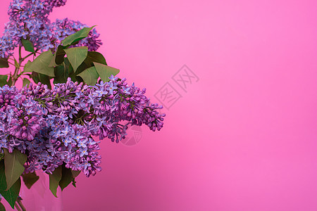 粉红色背景花瓶中的一束丁香花 粉红色背景上的明信片花 春天的花朵 很好 复制空间 粉色的 粉红色背景上的明信片花花园紫丁香礼物桌图片