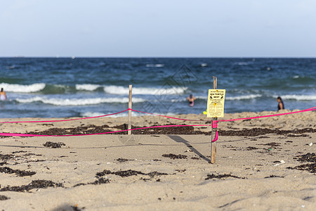海龟巢安全婴儿警告障碍动物海滩海洋保护桃金娘海岸图片