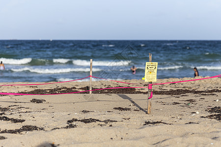 海龟巢安全婴儿警告障碍动物海滩海洋保护桃金娘海岸背景图片