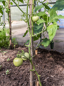 绿色西红柿农场生长树叶藤蔓蔬菜宏观叶子花园农业温室图片
