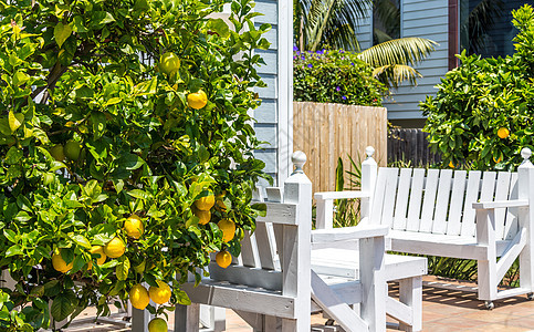 树上挂着柠檬叶子生长植物太阳长椅花园食物房子院子后院图片