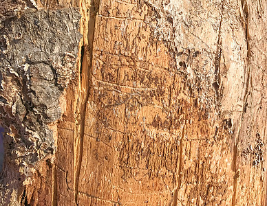 木材切割纹理圆圈材料木头树桩树干宏观森林棕色日志戒指图片