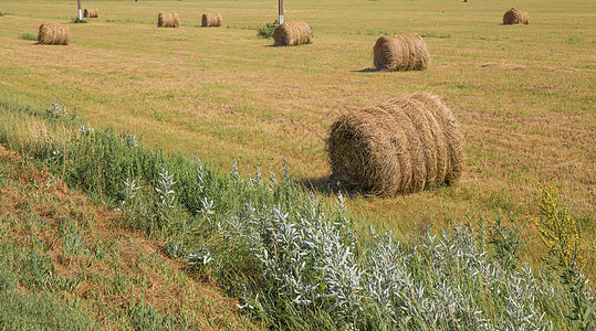 草地上稻草的圆圈干草土地草垛农业收获大麦农田收成农场季节图片