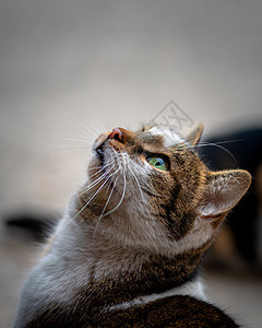 美丽的绿眼女流浪猫小可爱图片