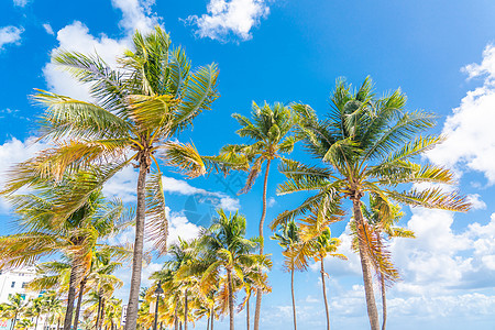 蓝色天空背景的美丽的棕榈树假期海滩海岸旅游植物棕榈艺术天堂情调场景图片