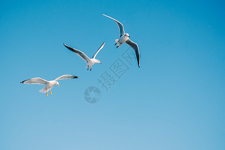 海鸥在天空中飞翔朋友们羽毛航班荒野自由鸟类伙伴照片家禽动物群图片
