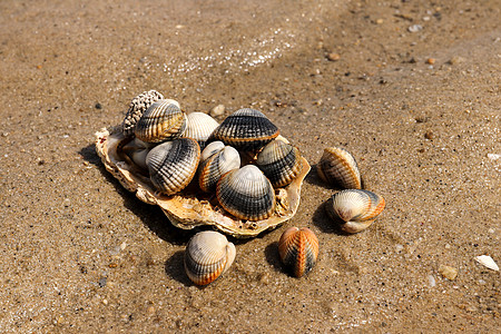 沙滩上常见的 食用盐水蛤肌肉海鲜食物微光火花假期盘子海洋动物贝类图片